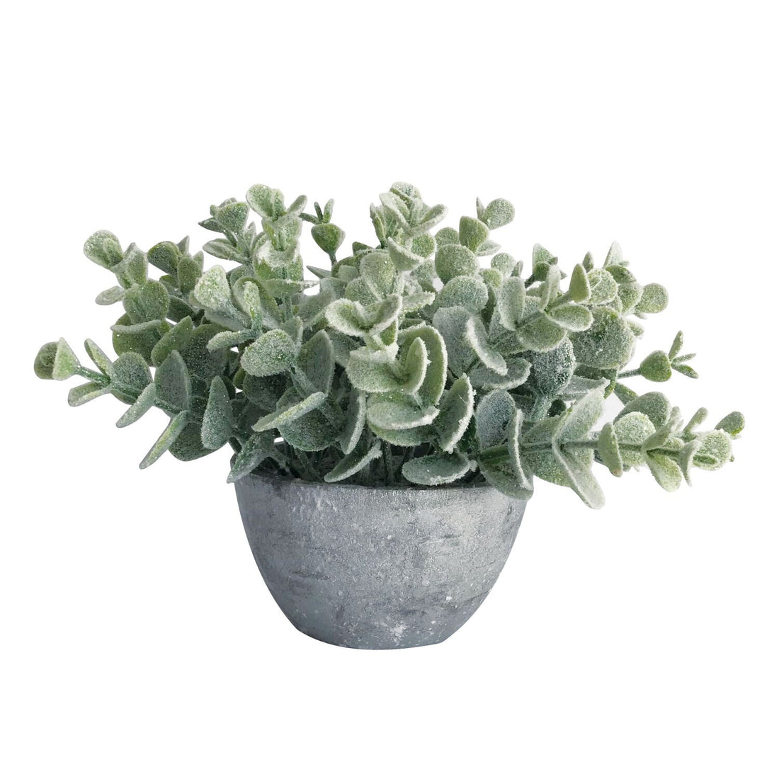 Sparkle eucalyptus in silver pot