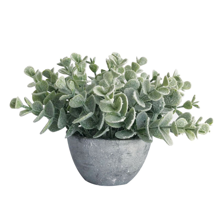 Sparkle eucalyptus in silver pot